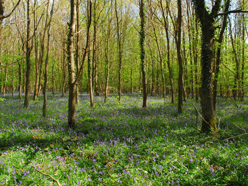 Rencontre technique "Continuités écologiques et forêts"