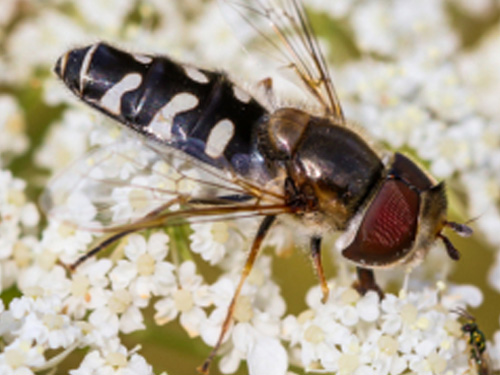 Rencontres naturalistes 2019