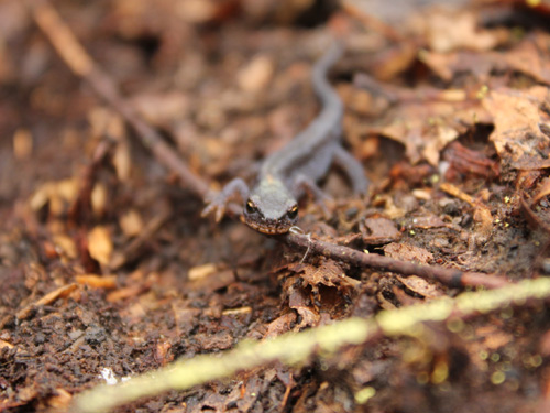 Retours sur la session amphibiens de l'École régionale d'herpétologie (2019)