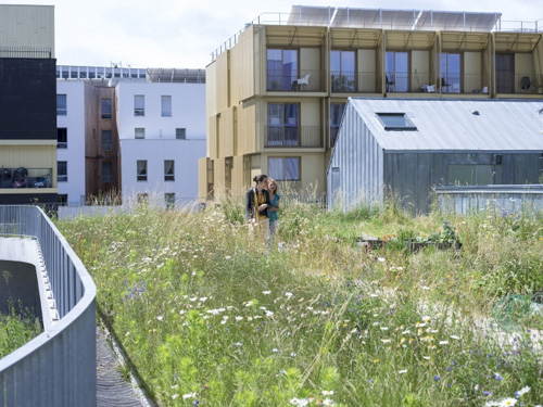 Toitures végétalisées et biodiversité : premiers résultats de l'étude GROOVES !