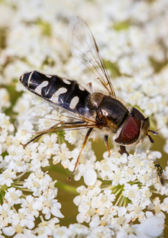 Retour | Rencontres naturalistes 2019