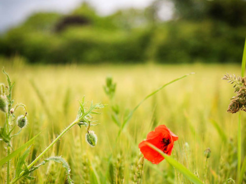 Agriculture et biodiversité