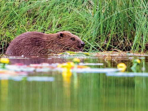 Panorama de la biodiversité francilienne (2019)