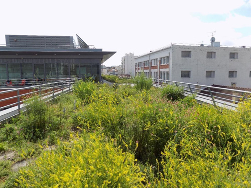 Écologie des toitures végétalisées en Île-de-France : Analyse comparative des services rendus par les substrats (2018)