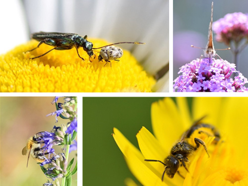 Les toitures végétalisées : espaces d'accueil pour les pollinisateurs urbains