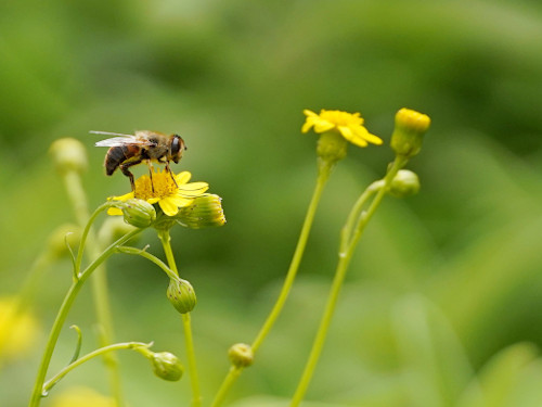 Quand les abeilles domestiques concurrencent les pollinisateurs sauvages