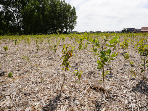 Micro-forêts urbaines : des fonctions écologiques à évaluer