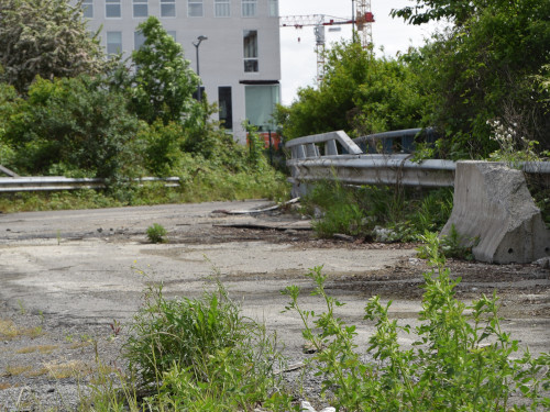 Vie et devenir des friches franciliennes : dynamiques et enjeux écologiques