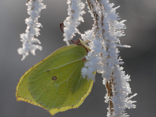État de santé de la biodiversité en Île-de-France