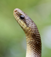 Couleuvre d'Esculape  © Thierry Roy