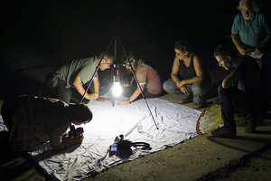 Inventaire nocturne des papillons de nuit © Maxime Zucca