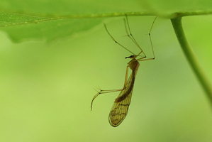 Bittacus hageni, Chevannes © Pierre Tillier