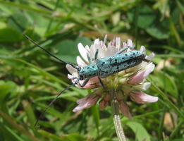 Saperda punctata © Axel Dehalleux