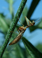 Mantispe commune © Christian Gloria